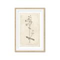 Picture of Flower Sketch II _GroupedProduct_Rectangle_Portrait_Framed_Matted_