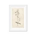 Picture of Flower Sketch II _GroupedProduct_Rectangle_Portrait_Framed_Matted_