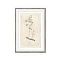 Picture of Flower Sketch II _GroupedProduct_Rectangle_Portrait_Framed_Matted_