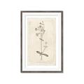 Picture of Flower Sketch II _GroupedProduct_Rectangle_Portrait_Framed_Matted_