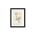 Picture of Flower Sketch III _GroupedProduct_Rectangle_Portrait_Framed_Matted_