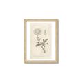 Picture of Flower Sketch III _GroupedProduct_Rectangle_Portrait_Framed_Matted_