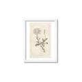 Picture of Flower Sketch III _GroupedProduct_Rectangle_Portrait_Framed_Matted_