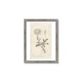 Picture of Flower Sketch III _GroupedProduct_Rectangle_Portrait_Framed_Matted_