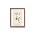 Picture of Flower Sketch III _GroupedProduct_Rectangle_Portrait_Framed_Matted_
