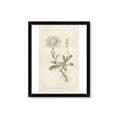 Picture of Flower Sketch III _GroupedProduct_Rectangle_Portrait_Framed_Matted_
