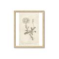 Picture of Flower Sketch III _GroupedProduct_Rectangle_Portrait_Framed_Matted_