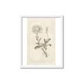Picture of Flower Sketch III _GroupedProduct_Rectangle_Portrait_Framed_Matted_