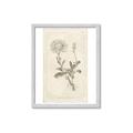 Picture of Flower Sketch III _GroupedProduct_Rectangle_Portrait_Framed_Matted_