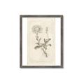 Picture of Flower Sketch III _GroupedProduct_Rectangle_Portrait_Framed_Matted_