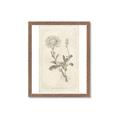 Picture of Flower Sketch III _GroupedProduct_Rectangle_Portrait_Framed_Matted_