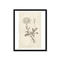 Picture of Flower Sketch III _GroupedProduct_Rectangle_Portrait_Framed_Matted_