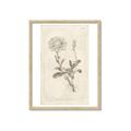 Picture of Flower Sketch III _GroupedProduct_Rectangle_Portrait_Framed_Matted_