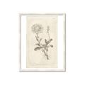 Picture of Flower Sketch III _GroupedProduct_Rectangle_Portrait_Framed_Matted_