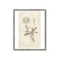 Picture of Flower Sketch III _GroupedProduct_Rectangle_Portrait_Framed_Matted_