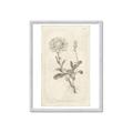 Picture of Flower Sketch III _GroupedProduct_Rectangle_Portrait_Framed_Matted_