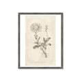 Picture of Flower Sketch III _GroupedProduct_Rectangle_Portrait_Framed_Matted_