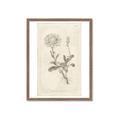 Picture of Flower Sketch III _GroupedProduct_Rectangle_Portrait_Framed_Matted_