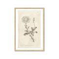 Picture of Flower Sketch III _GroupedProduct_Rectangle_Portrait_Framed_Matted_