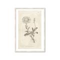 Picture of Flower Sketch III _GroupedProduct_Rectangle_Portrait_Framed_Matted_