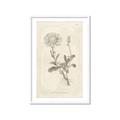 Picture of Flower Sketch III _GroupedProduct_Rectangle_Portrait_Framed_Matted_