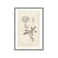 Picture of Flower Sketch III _GroupedProduct_Rectangle_Portrait_Framed_Matted_