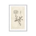 Picture of Flower Sketch III _GroupedProduct_Rectangle_Portrait_Framed_Matted_