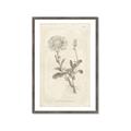 Picture of Flower Sketch III _GroupedProduct_Rectangle_Portrait_Framed_Matted_