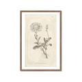 Picture of Flower Sketch III _GroupedProduct_Rectangle_Portrait_Framed_Matted_