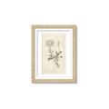 Picture of Flower Sketch III _GroupedProduct_Rectangle_Portrait_Framed_Matted_