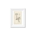 Picture of Flower Sketch III _GroupedProduct_Rectangle_Portrait_Framed_Matted_