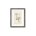 Picture of Flower Sketch III _GroupedProduct_Rectangle_Portrait_Framed_Matted_