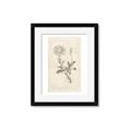 Picture of Flower Sketch III _GroupedProduct_Rectangle_Portrait_Framed_Matted_