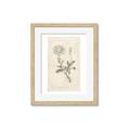 Picture of Flower Sketch III _GroupedProduct_Rectangle_Portrait_Framed_Matted_