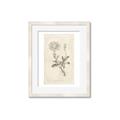 Picture of Flower Sketch III _GroupedProduct_Rectangle_Portrait_Framed_Matted_