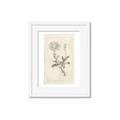 Picture of Flower Sketch III _GroupedProduct_Rectangle_Portrait_Framed_Matted_