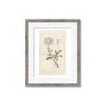 Picture of Flower Sketch III _GroupedProduct_Rectangle_Portrait_Framed_Matted_