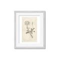 Picture of Flower Sketch III _GroupedProduct_Rectangle_Portrait_Framed_Matted_