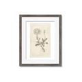 Picture of Flower Sketch III _GroupedProduct_Rectangle_Portrait_Framed_Matted_
