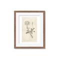 Picture of Flower Sketch III _GroupedProduct_Rectangle_Portrait_Framed_Matted_