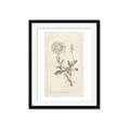 Picture of Flower Sketch III _GroupedProduct_Rectangle_Portrait_Framed_Matted_