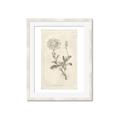 Picture of Flower Sketch III _GroupedProduct_Rectangle_Portrait_Framed_Matted_