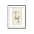 Picture of Flower Sketch III _GroupedProduct_Rectangle_Portrait_Framed_Matted_