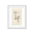 Picture of Flower Sketch III _GroupedProduct_Rectangle_Portrait_Framed_Matted_