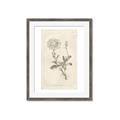 Picture of Flower Sketch III _GroupedProduct_Rectangle_Portrait_Framed_Matted_