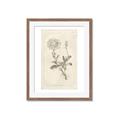 Picture of Flower Sketch III _GroupedProduct_Rectangle_Portrait_Framed_Matted_