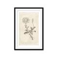Picture of Flower Sketch III _GroupedProduct_Rectangle_Portrait_Framed_Matted_