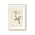 Picture of Flower Sketch III _GroupedProduct_Rectangle_Portrait_Framed_Matted_