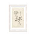 Picture of Flower Sketch III _GroupedProduct_Rectangle_Portrait_Framed_Matted_