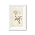 Picture of Flower Sketch III _GroupedProduct_Rectangle_Portrait_Framed_Matted_